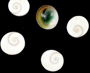 Oeil de Siante Lucie, de Shiva, de Vénus ou Oeil de la Vierge