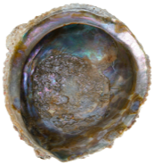 Abalone corrugata naturelle