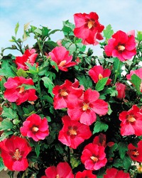 hibiscus