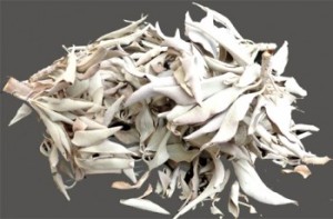 Sauge blanche Californie