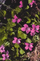Violette